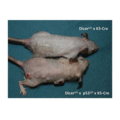 Loss of miRNA biogenesis promotes metastatic skin cancer in mice.
