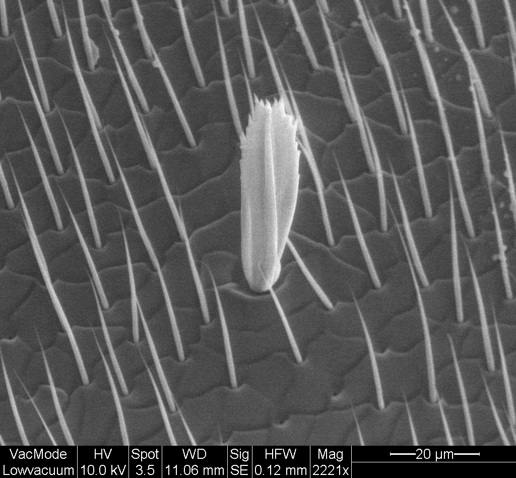 SEM micrograph of an ant knee (ESEM)