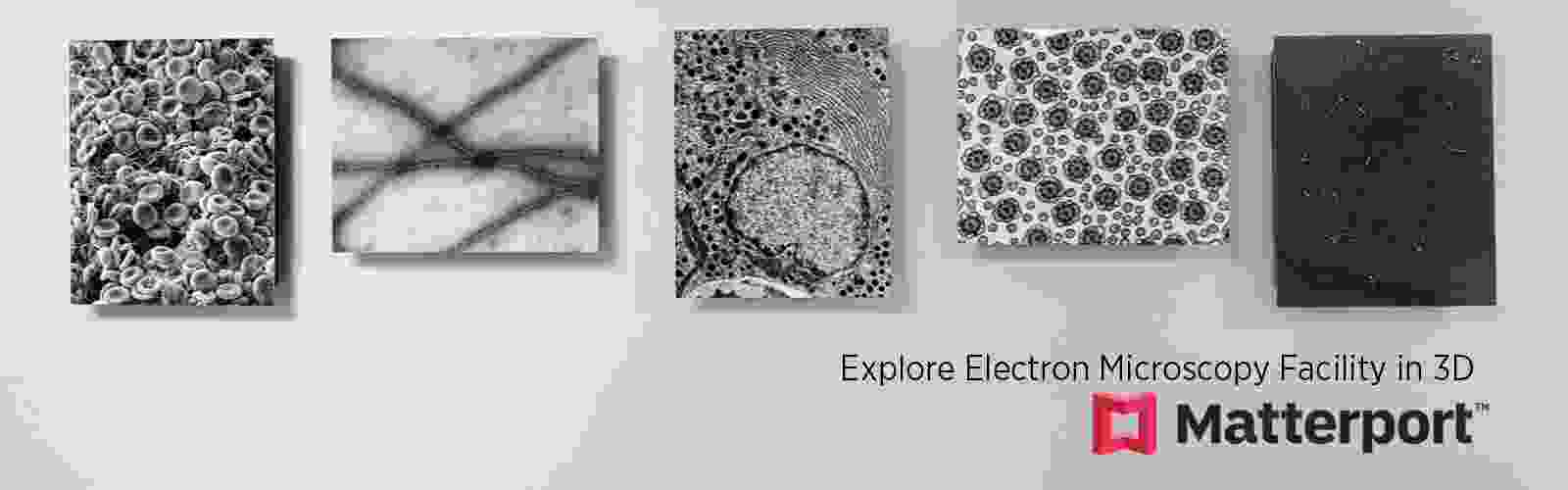 Electron-Microscopy.png