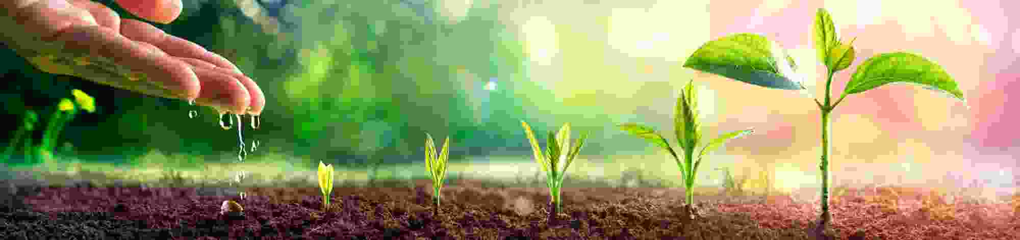 Plants in soil header.jpg
