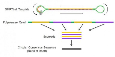 image of SMRTbell Template with bound polymerase, followed by a graphic showing a linear representation of a polymerase read split into subreads to create a circular consensus