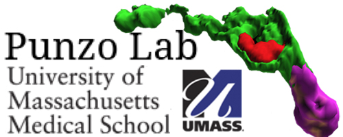 Punzo Lab Logo/UMass Med. School
