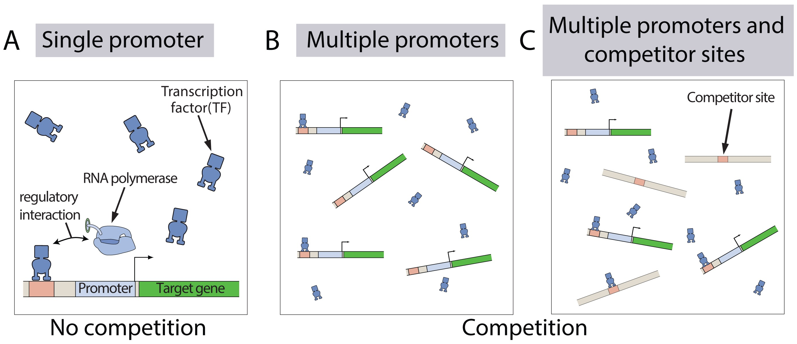 Transcription Factors on Promoters