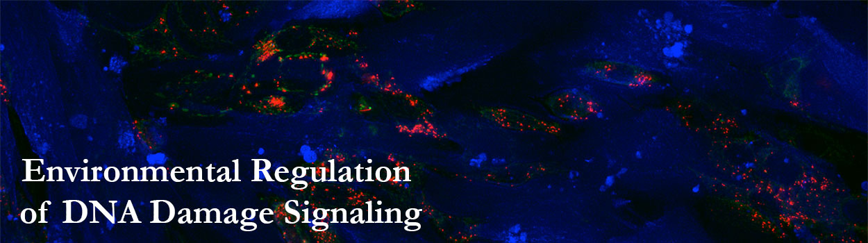 DNA-Damage.jpg
