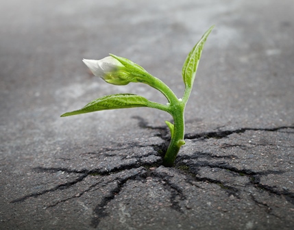 Flower sprout growing through cracks in asphalt