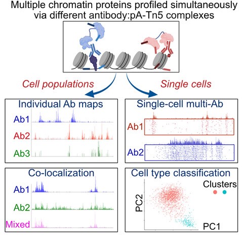 Simultaneous profiling of multiple chromatin proteins in the same cells figure