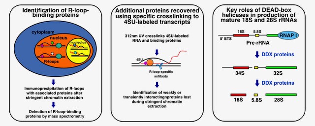 Characterization of R-Loop-Interacting proteins in embryonic stem cells reveals roles in rRNA processing and gene expression figure