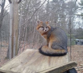 Wild Life Rehabilitation