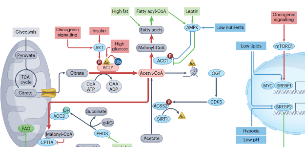 Acetyl-CoA Metabolism in Cancer