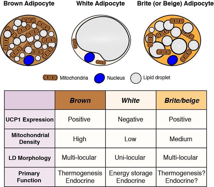 Types of Adipocytes