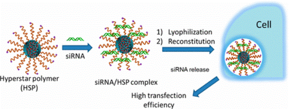 Development of Excipient-Free Freeze-Dryable Unimolecular Hyperstar Polymers for Efficient siRNA Silencing.