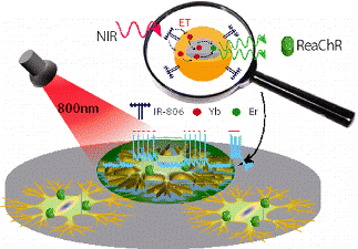 Dye-Sensitized Core/Active Shell Upconversion Nanoparticles for Optogenetics and Bioimaging Applications