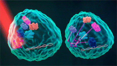 Illuminating Cell Signaling with Near-Infrared Light-Responsive Nanomaterials