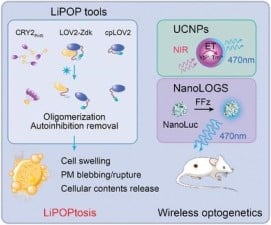 Optogenetic Control of Non‐Apoptotic Cell Death.