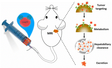 Tumor-Targeted and Clearable Human Protein-based MRI Nanoprobes. 