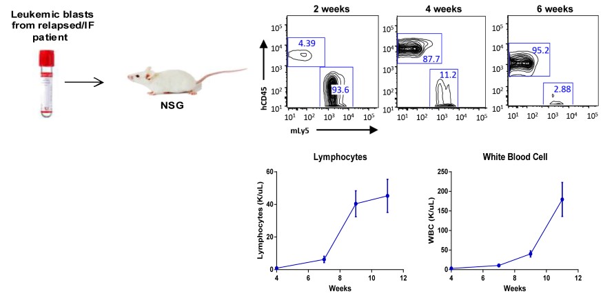 Figure 1. Establishment of patient-derived xenografts from relapsed pediatric T-ALL and ETP-ALL patients