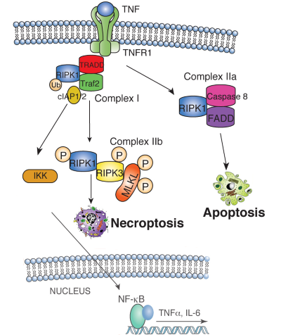 TNF binding to the TNF receptor 1 