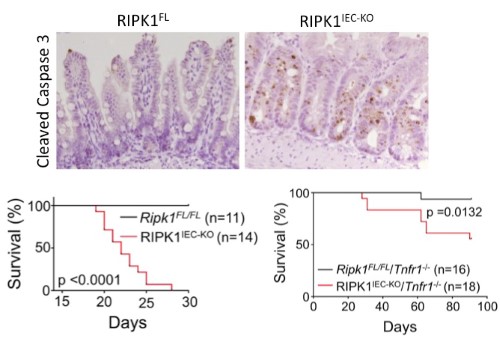 Figure 7. Intestinal epithelial cell (IEC) specific knockout of RIPK1 causes IEC apoptosis, villus atrophy, loss of goblet and Paneth cells and premature death of the mice. Tnfr1 deficiency prolongs survival and ameliorates intestinal pathology of RIPK1IEC-KO mice.