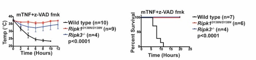 Figure 9. RIPK1 D138N mice are protected from TNF-induced shock.