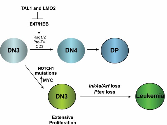 Figure 1. Leukemia-initiating cells (L-IC) are a rare population of leukemic cells that are defined by their ability to initiate disease in mice.