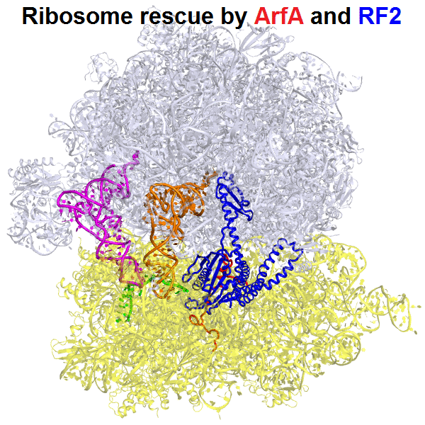Rescue of stalled ribosomes
