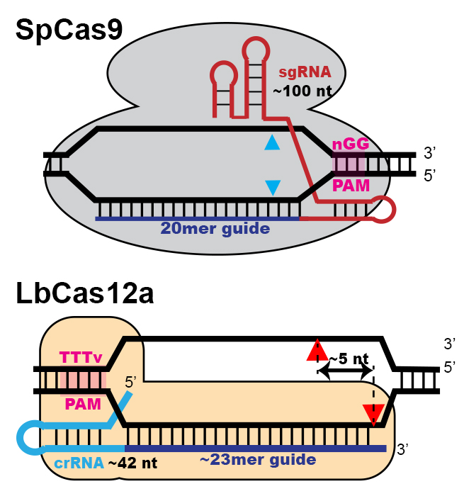 Cpf1VCas9small2.jpg