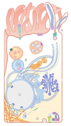 Cell LMN_04 water mark-01 250.jpg