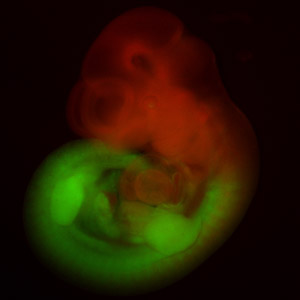  research-mouse-embryo.jpg
