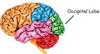 Occipital Lobe