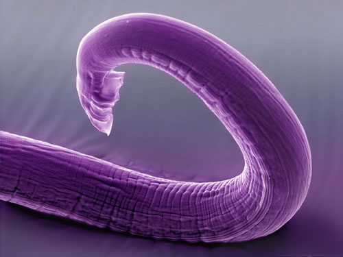 c-elegans-tail-120731.jpg