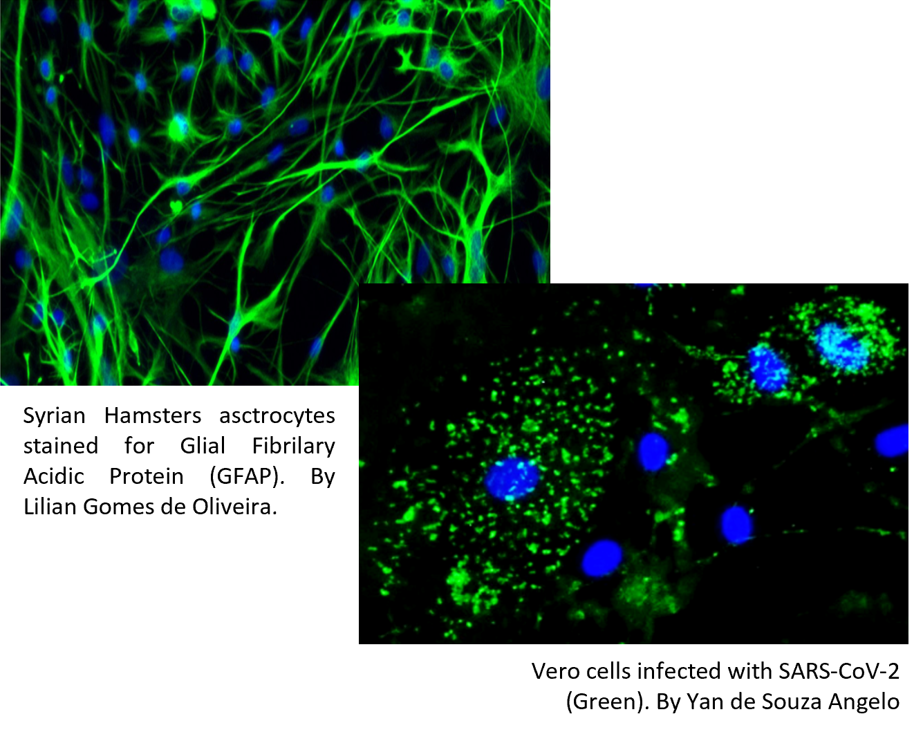 cell images relating to research findings