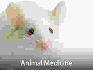 Cores-AnimalMedicine.png