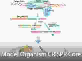 Cores-CRISPR-Core.png