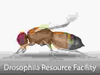  Cores-Drosophila.png