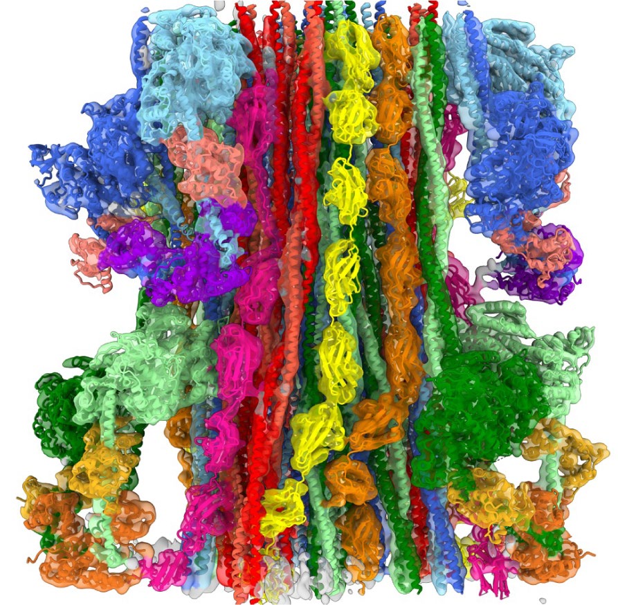Atomic Model of Cardiac Thick Filament