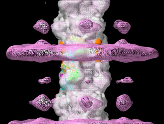 Craig Lab - UMass Chan - MyBPC thick filament