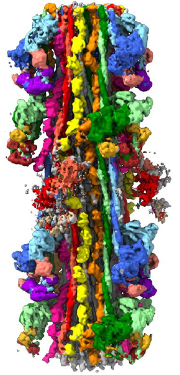 Craig Lab - UMass Chan - vertabrate fillament recon