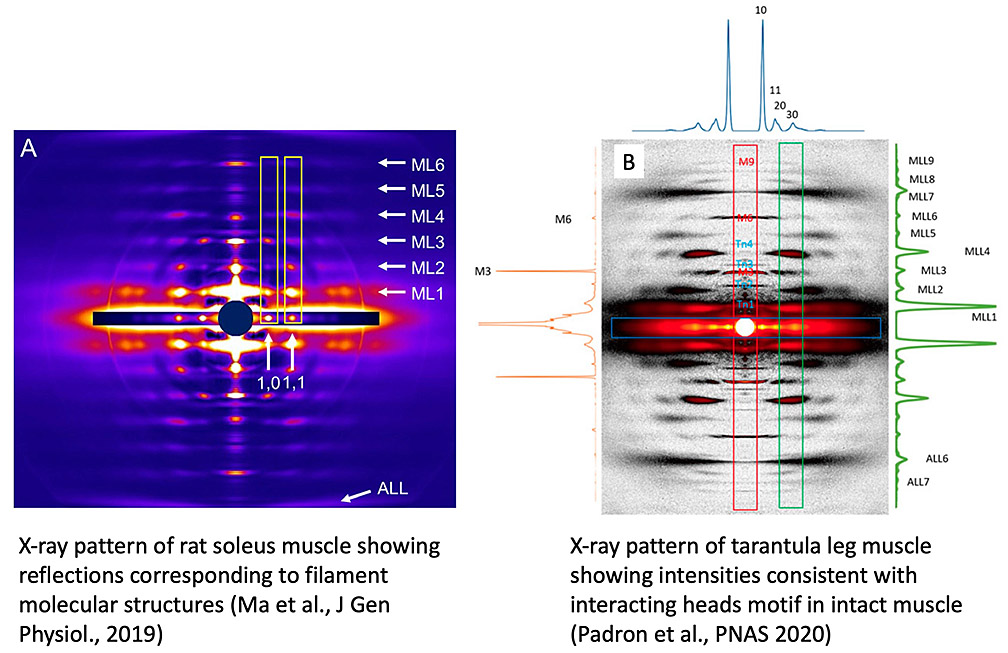 Padrón-Craig Lab - UMass Chan - Xray patterns of muscle