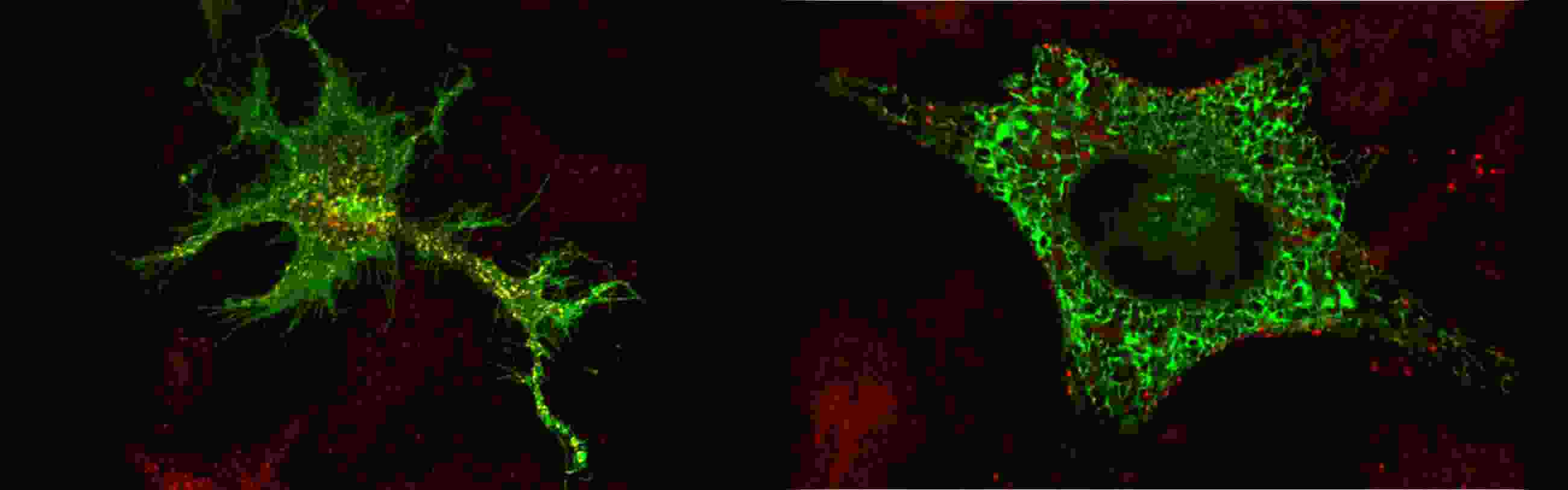 microscope images of two cells stained with red and green fluorescent markers