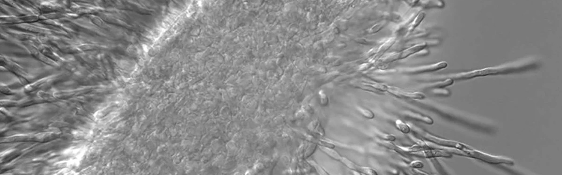 Candida albicans
