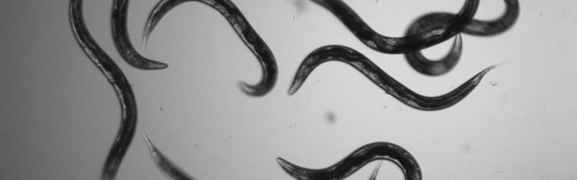 C. Elegans