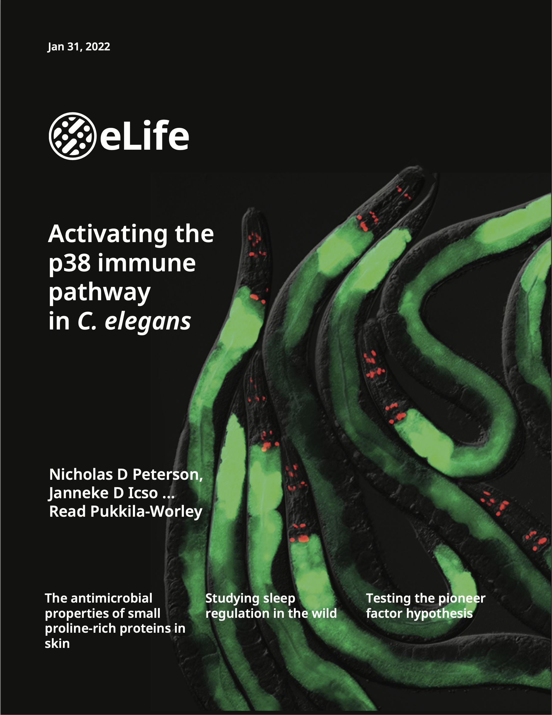 eLife cover - Activating the p38 immune pathway in C. elegans