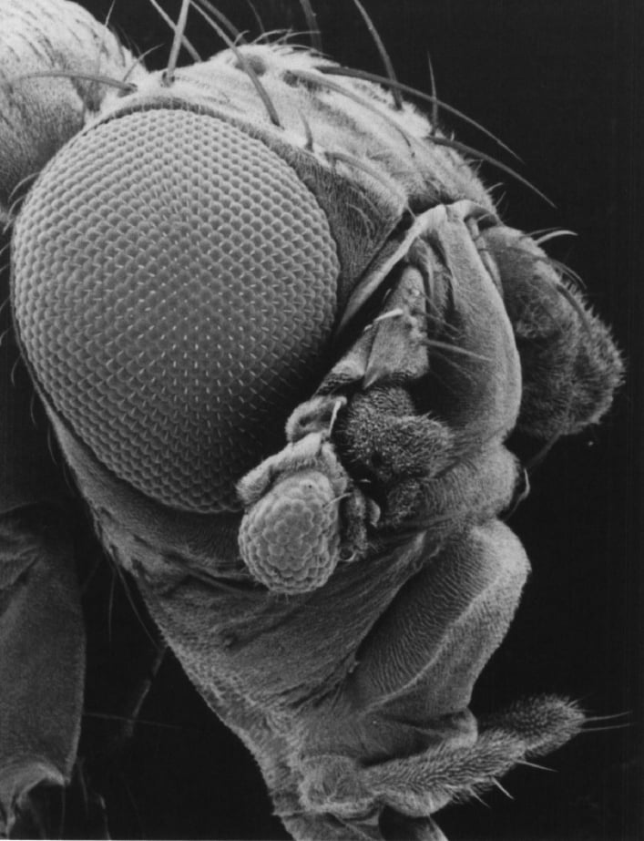 Ectopic Eyes on Drosophila