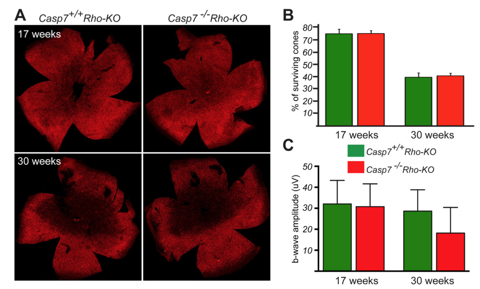 Caspase-7 Does not affect secondary Cone death in Retinitis Pigmantosa