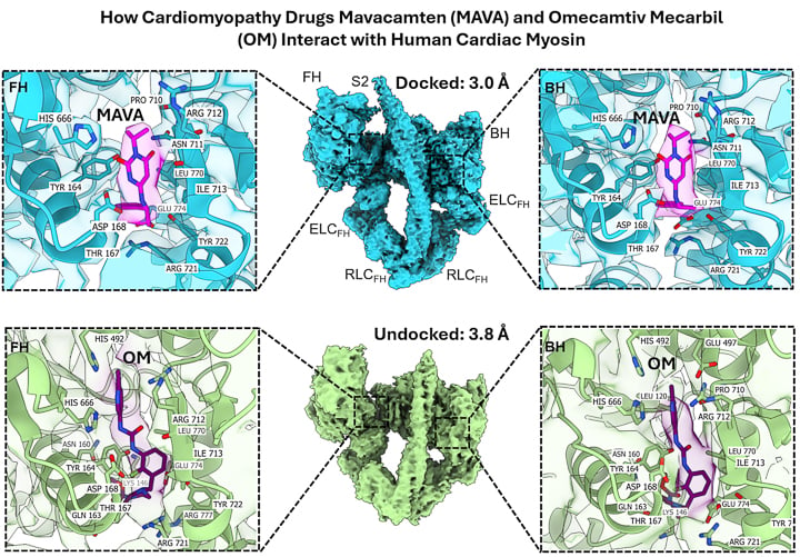 cryoEM image Sci Adv publication