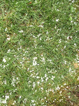 Wicky party hail
