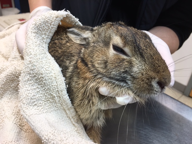 Rescued bunny