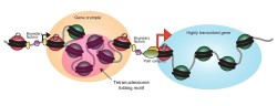  Webpage_chromatin_Fig3.jpg