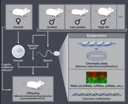  Webpage_paternal_Fig1.jpg