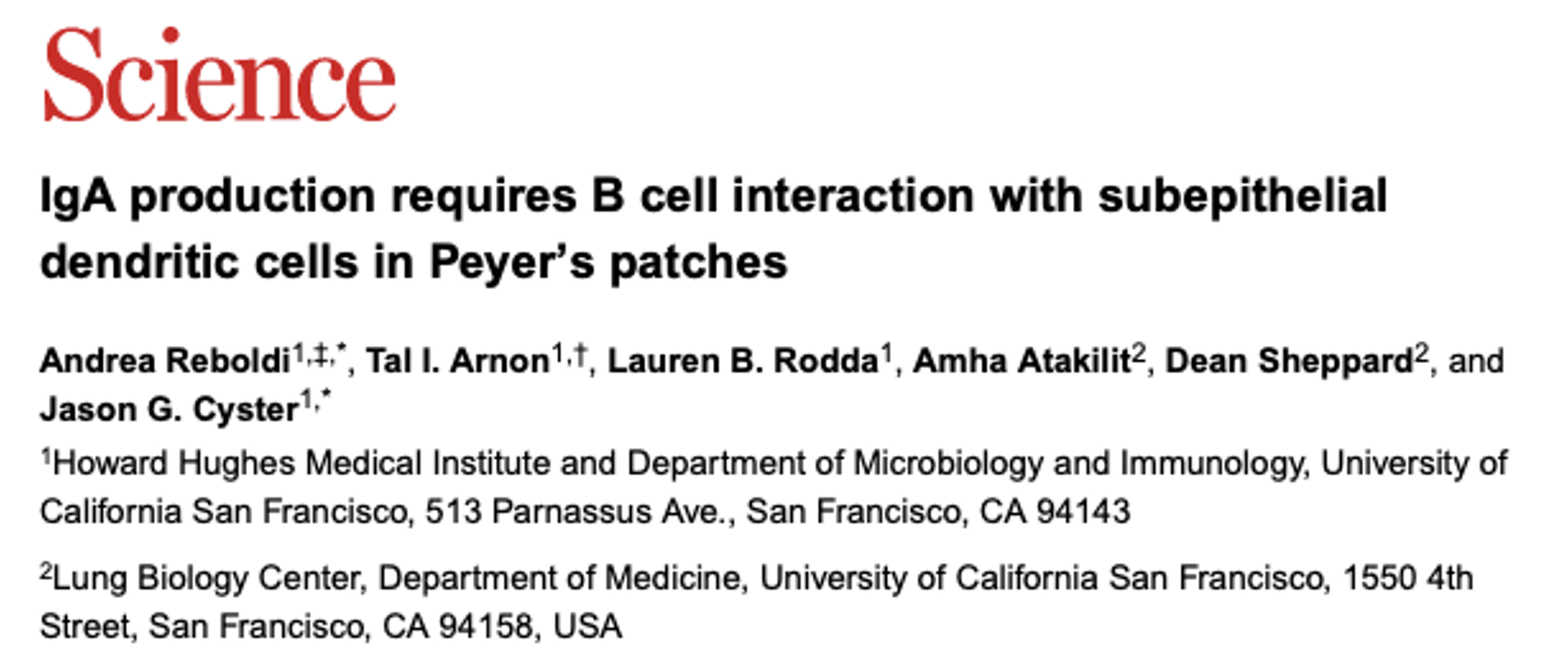 IgA production requires B cell interaction with subepithelial dendritic cells in Peyer’s patches